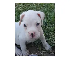 Beautiful Boxer puppy - 2