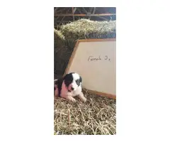 8 Purebred Border Collie puppies for sale - 2