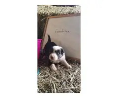 8 Purebred Border Collie puppies for sale - 4