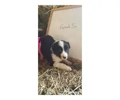 8 Purebred Border Collie puppies for sale - 5