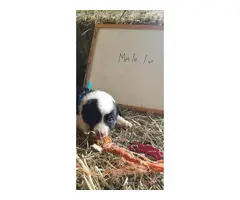 8 Purebred Border Collie puppies for sale - 6