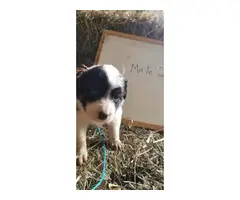 8 Purebred Border Collie puppies for sale - 7