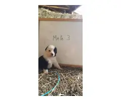 8 Purebred Border Collie puppies for sale - 8
