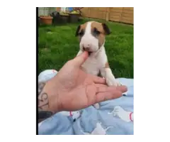 Gorgeous English Bull Terrier puppies