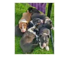 Gorgeous English Bull Terrier puppies