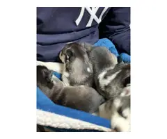 Gorgeous darling Husky puppies - 2