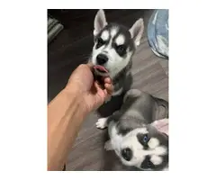 Gorgeous darling Husky puppies - 7