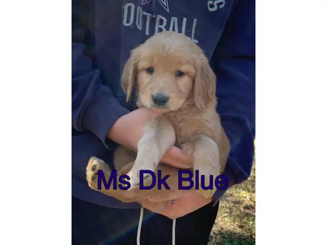 AKC Golden Retriever 2 females 5 males in Arlington - Puppies for Sale ...