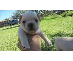 AKC cream french bulldog puppies for sale