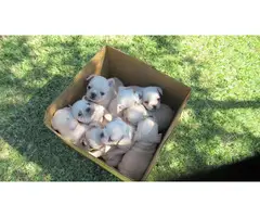 AKC cream french bulldog puppies for sale - 4