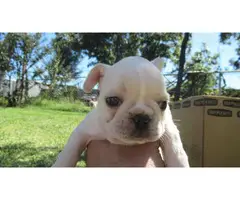 AKC cream french bulldog puppies for sale - 7