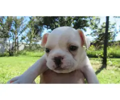 AKC cream french bulldog puppies for sale - 8