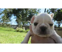 AKC cream french bulldog puppies for sale - 9