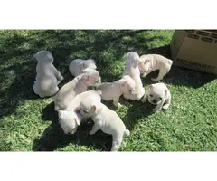 AKC cream french bulldog puppies for sale - 10
