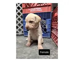 6 Labrador retriever puppies for sale - 2