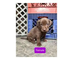 6 Labrador retriever puppies for sale - 3