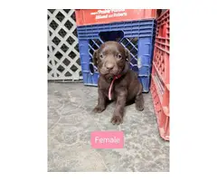 6 Labrador retriever puppies for sale - 5