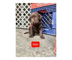 6 Labrador retriever puppies for sale - 6