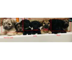 5 Schnoxie Puppies for sale.