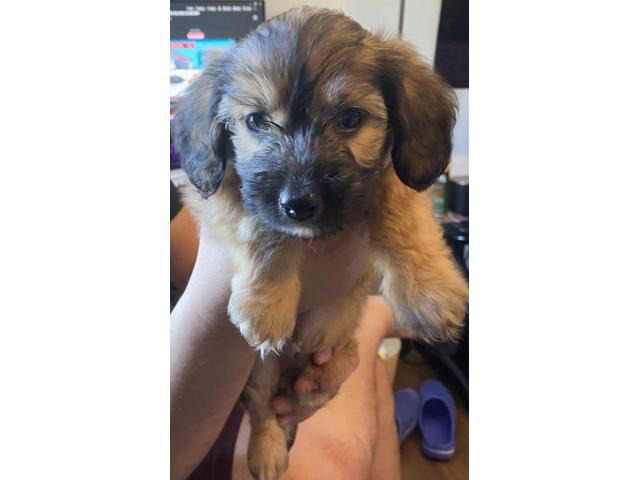 5 Schnoxie Puppies for sale. El Paso - Puppies for Sale Near Me