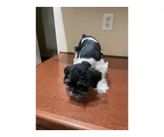 Miniature Schnauzer puppies Parti color - 4
