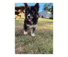 6 AKC Husky Puppies for Sale - 1
