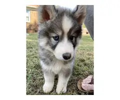 6 AKC Husky Puppies for Sale - 2