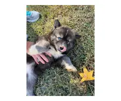 6 AKC Husky Puppies for Sale - 3