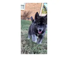 6 AKC Husky Puppies for Sale - 4