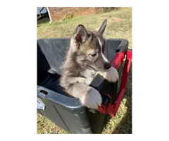 6 AKC Husky Puppies for Sale - 5