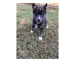 6 AKC Husky Puppies for Sale - 6