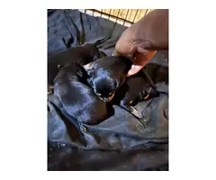 AKC Male and Female Rottweiler Puppies