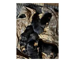 AKC Male and Female Rottweiler Puppies - 2