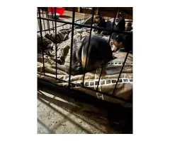 AKC Male and Female Rottweiler Puppies - 3