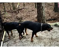 AKC Male and Female Rottweiler Puppies - 7