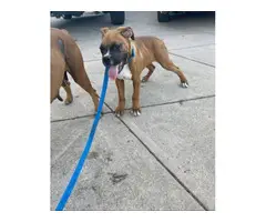 Beautiful purebred boxer puppies for sale - 2