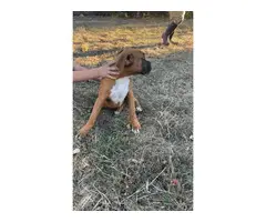 Beautiful purebred boxer puppies for sale - 3