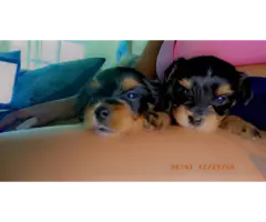 Fullblooded Yorkie puppies for sale