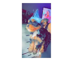 Fullblooded Yorkie puppies for sale - 2