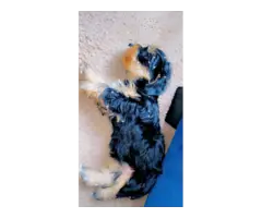 Fullblooded Yorkie puppies for sale - 4