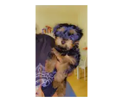 Fullblooded Yorkie puppies for sale - 9