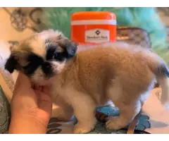 8 weeks old Pekingese puppy for sale - 2