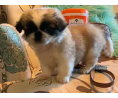 8 weeks old Pekingese puppy for sale - 3