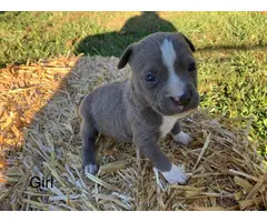 Pitbull puppies looking for a good home