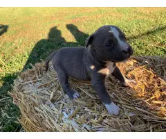 Pitbull puppies looking for a good home - 2