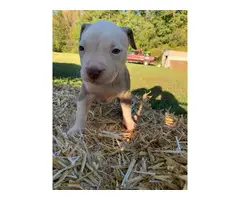 Pitbull puppies looking for a good home - 3