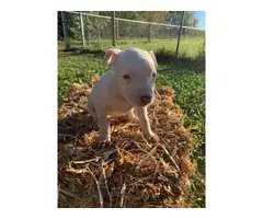 Pitbull puppies looking for a good home - 5