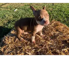 Pitbull puppies looking for a good home - 8