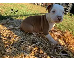 Pitbull puppies looking for a good home - 11