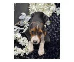 3 full-blooded Beagle Puppies for Sale